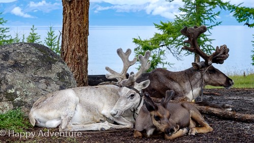 Reindeers in fromt of the lake