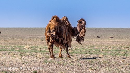Mongolian gers