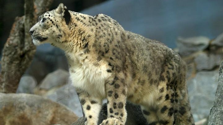Mongolian gers
