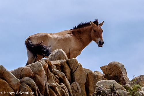 Horses in Hustai Nuru NP